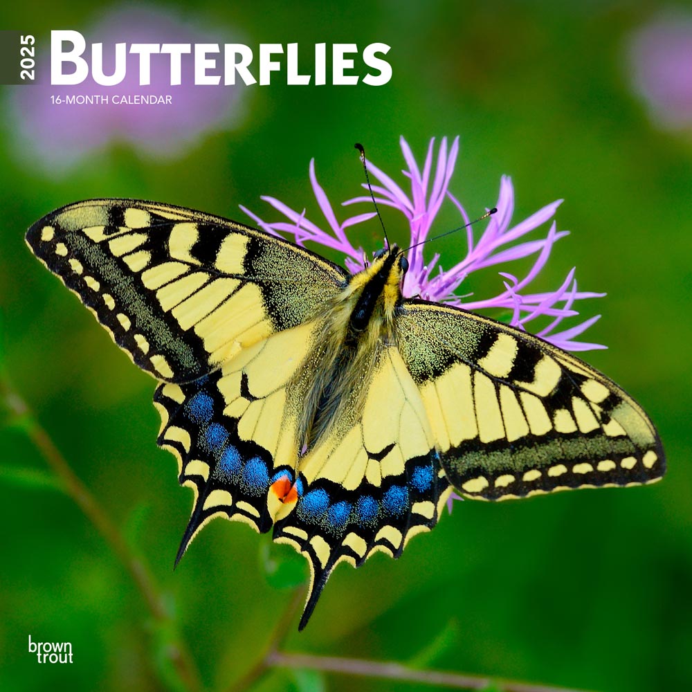 Butterflies | 2025 12 x 24 Inch Monthly Square Wall Calendar | Plastic-Free|BrownTrout