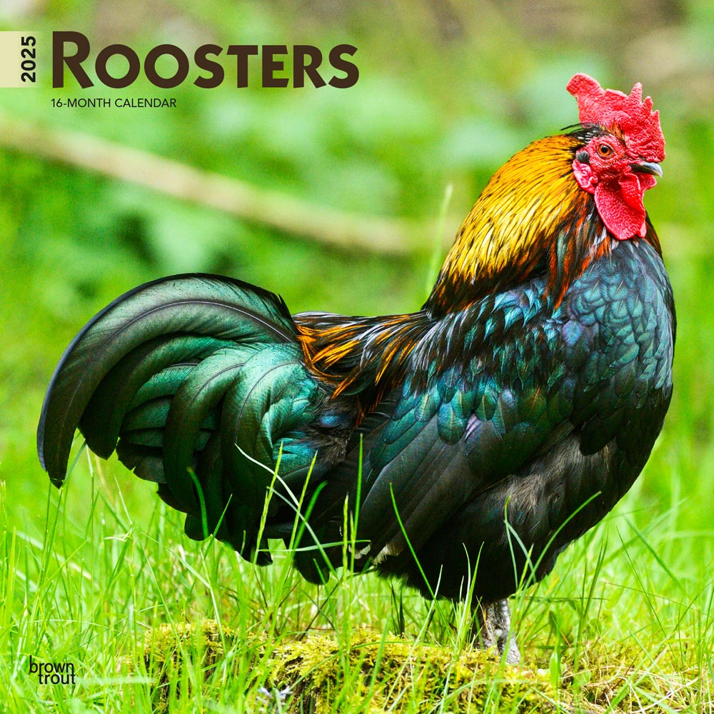 Roosters | 2025 12 x 24 Inch Monthly Square Wall Calendar | Plastic-Free|BrownTrout